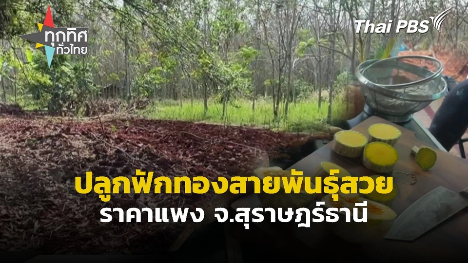 ปลูกฟักทองสายพันธุ์สวยราคาแพง จ.สุราษฎร์ธานี