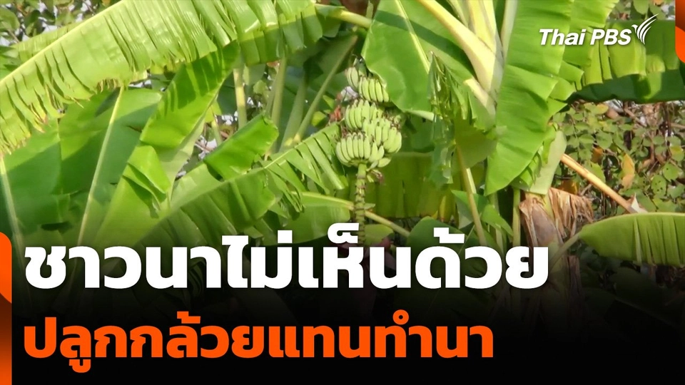 ชาวนาไม่เห็นด้วย ปลูกกล้วยแทนทำนา