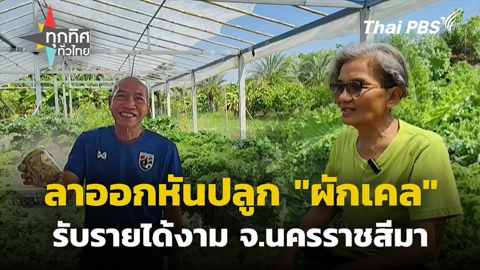 ลาออกหันปลูกผักเคลรับรายได้งาม จ.นครราชสีมา