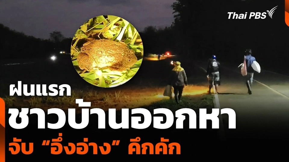 ฝนแรก ชาวบ้านออกหา จับ “อึ่งอ่าง” คึกคัก