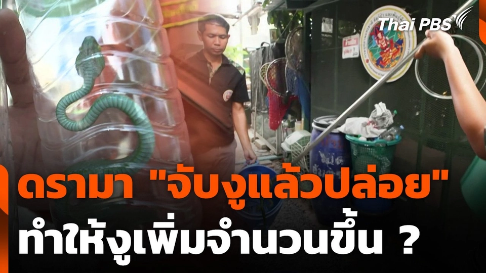 ดรามา "จับงูแล้วปล่อย" ทำให้งูเพิ่มจำนวนขึ้น ?