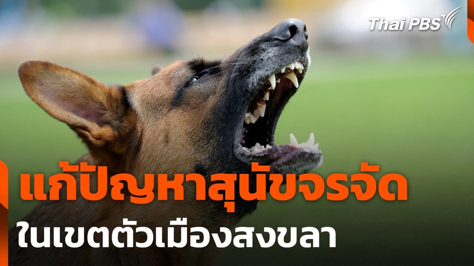 แก้ปัญหาสุนัขจรจัดในเขตตัวเมืองสงขลา