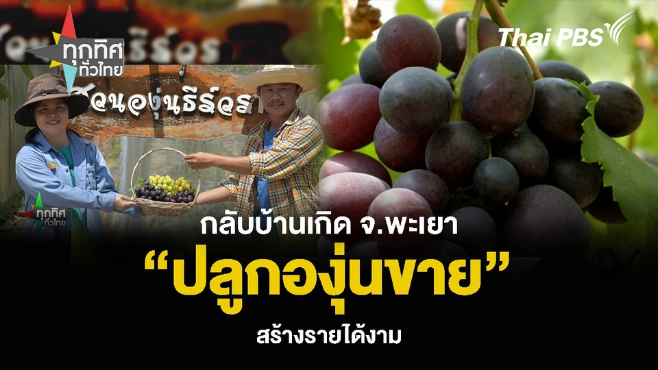 กลับบ้านเกิด จ.พะเยา “ปลูกองุ่นขาย” สร้างรายได้งาม