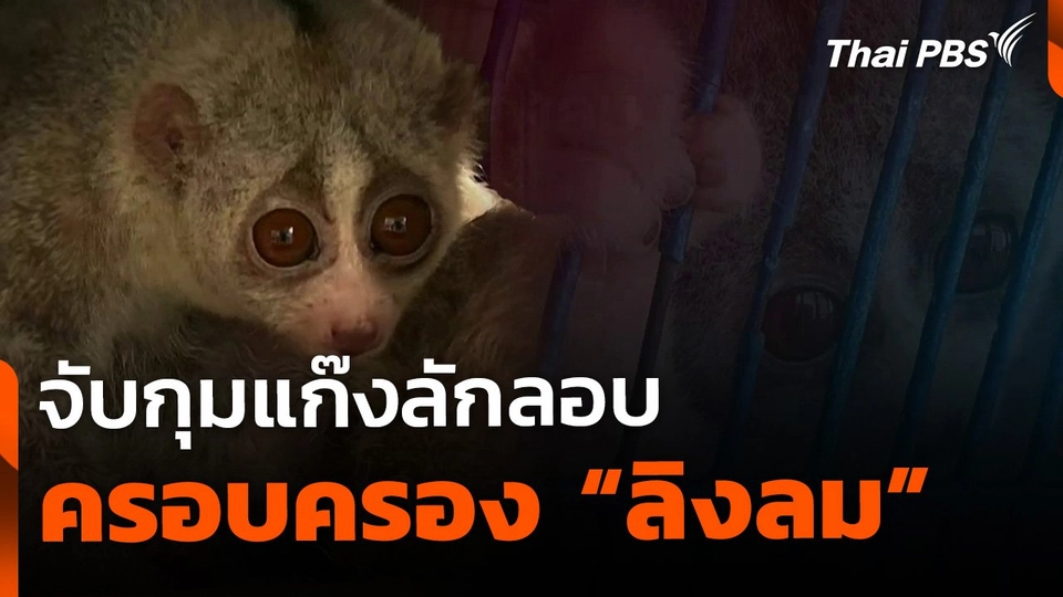 จับแก๊งลักลอบครอบครอง "ลิงลม"