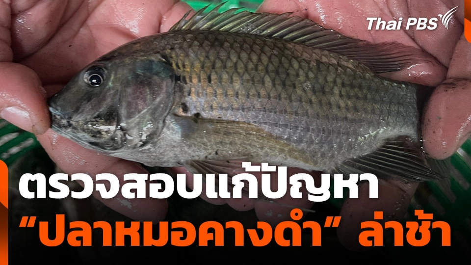 ตรวจสอบแก้ปัญหา “ปลาหมอคางดำ” ล่าช้า