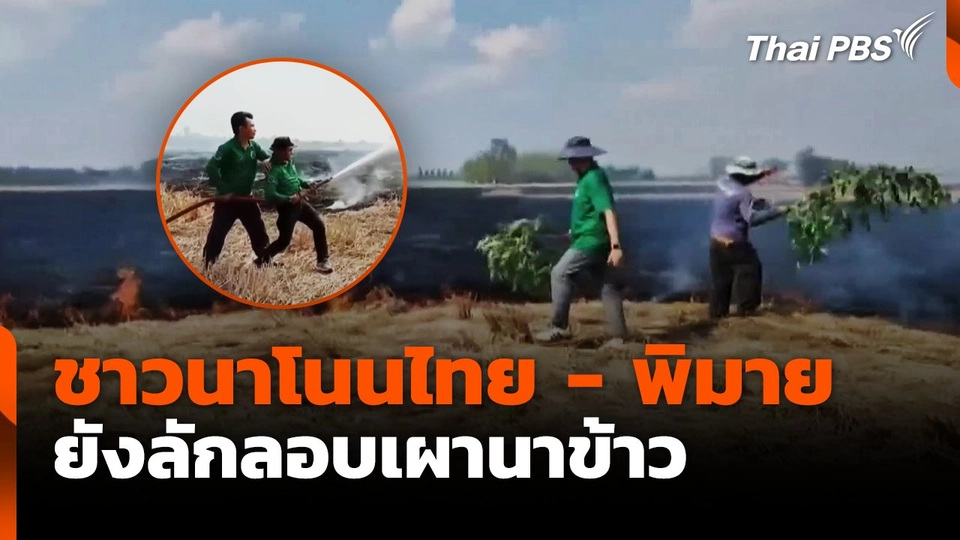 ชาวนาโนนไทย-พิมาย ยังลักลอบเผานาข้าว