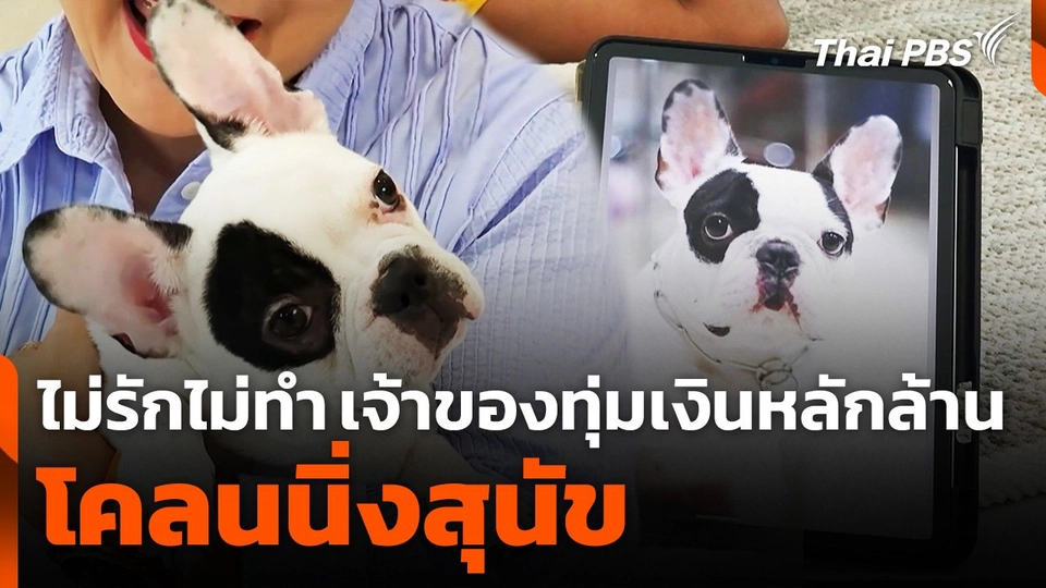 เจ้าของทุ่มเงินหลักล้าน โคลนนิ่งสุนัขด้วยการตัดต่อพันธุกรรม
