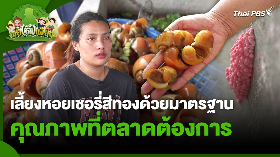 พอดีพอเพียง : เลี้ยงหอยเชอรี่สีทองด้วยมาตรฐาน คุณภาพที่ตลาดต้องการ