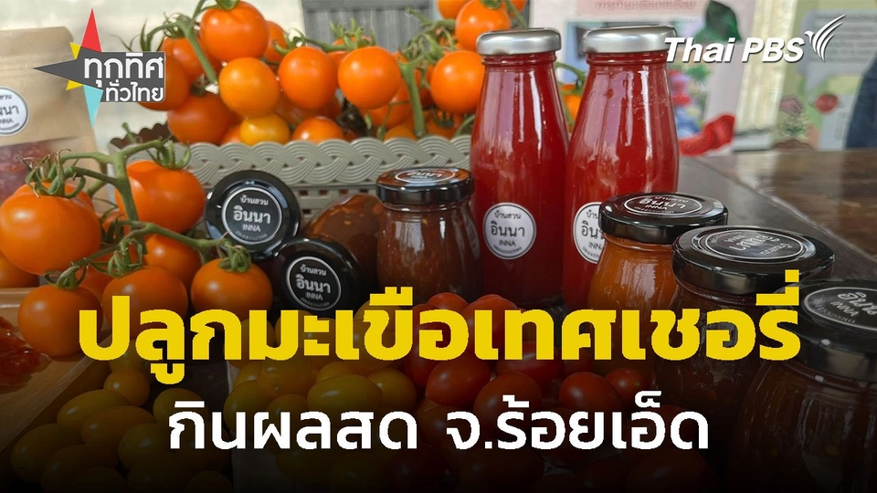 รวมกลุ่มปลูกมะเขือเทศเชอรี่ กินผลสด จ.ร้อยเอ็ด
