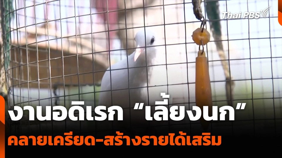 งานอดิเรก “เลี้ยงนก” คลายเครียด-สร้างรายได้เสริม