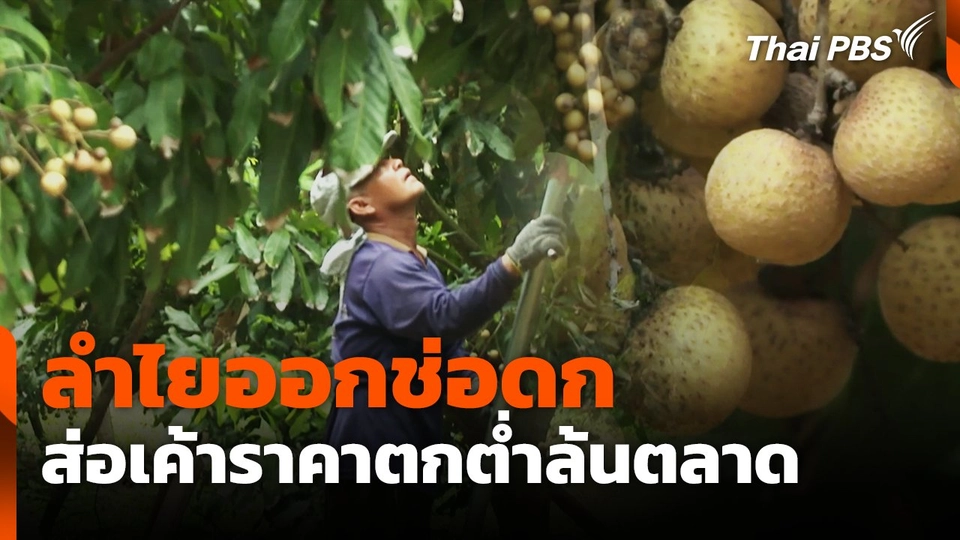 ลำไยออกช่อดก ส่อเค้าราคาตกต่ำล้นตลาด