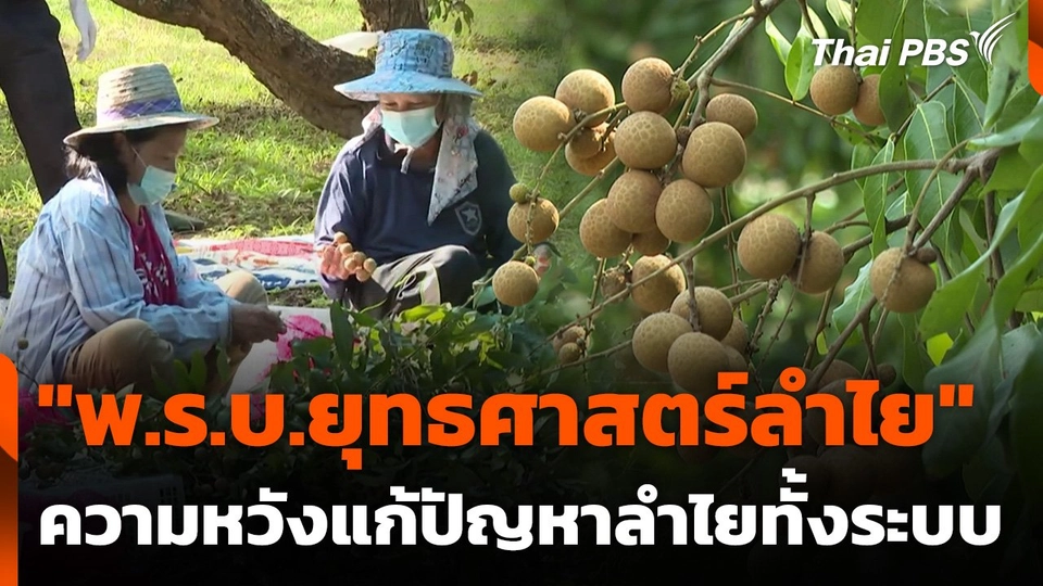 "พ.ร.บ.ยุทธศาสตร์ลำไย" ความหวังแก้ปัญหาลำไยทั้งระบบ