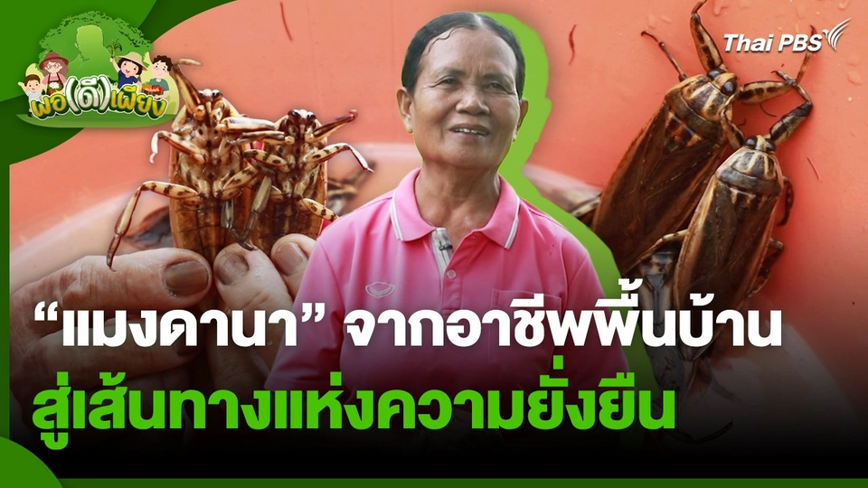 พอดีพอเพียง : "แมงดานา" จากอาชีพพื้นบ้านสู่เส้นทางแห่งความยั่งยืน
