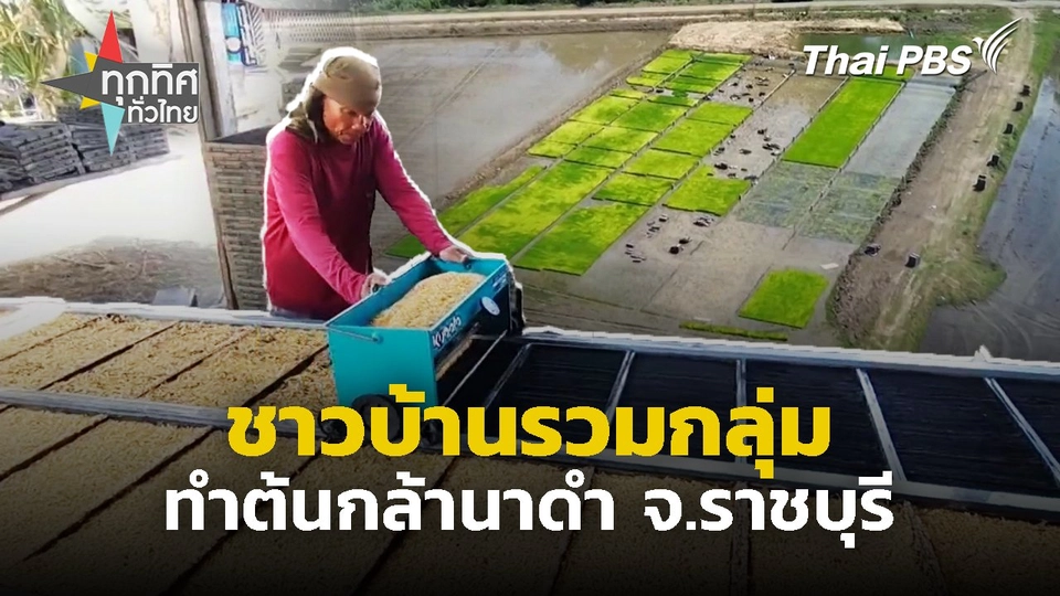 ชาวบ้านรวมกลุ่มทำต้นกล้านาดำ จ.ราชบุรี