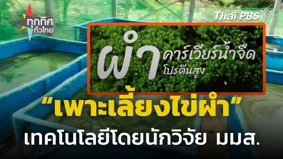 มมส.ถ่ายทอดเทคโนโลยีเพาะเลี้ยงไข่ผำ