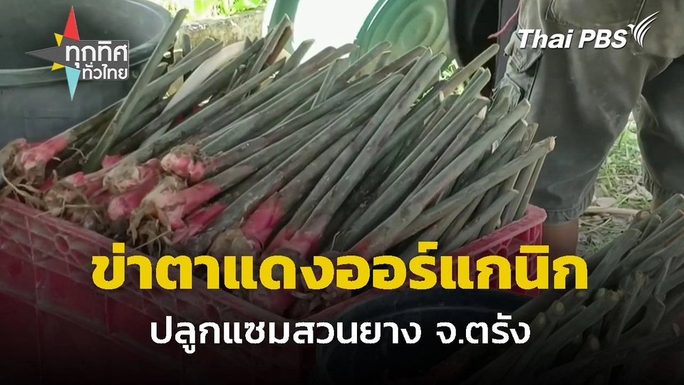 ปลูกข่าตาแดงออร์แกนิกแซมสวนยาง จ.ตรัง