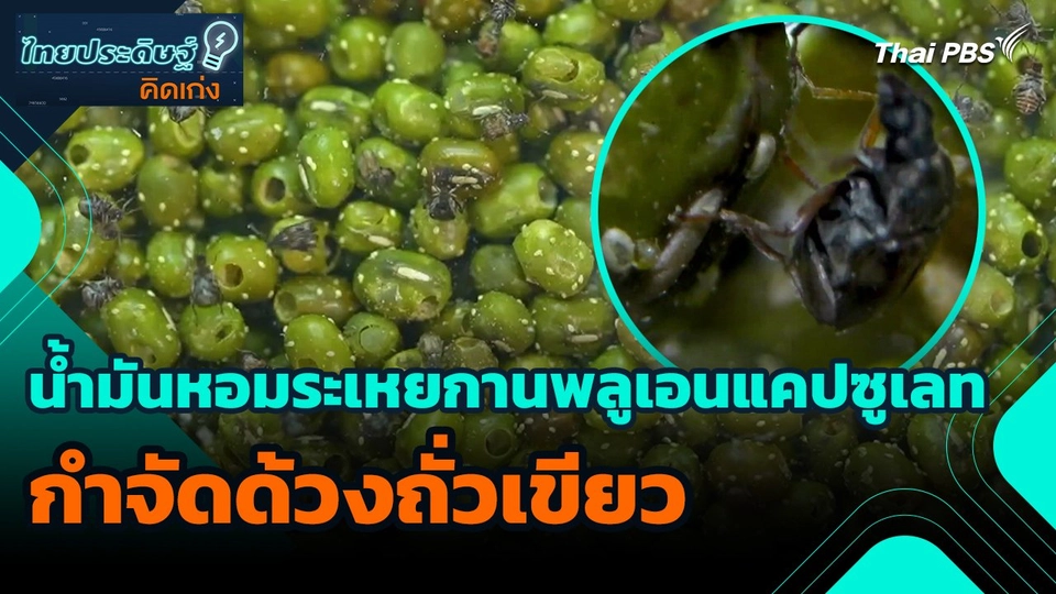 ไทยประดิษฐ์คิดเก่ง : น้ำมันหอมระเหยกานพลูเอนแคปซูเลท กำจัดด้วงถั่วเขียว