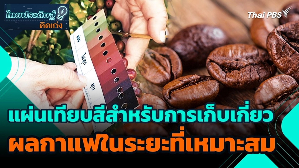 ไทยประดิษฐ์คิดเก่ง : แผ่นเทียบสีสำหรับการเก็บเกี่ยวผลกาแฟในระยะที่เหมาะสม​
