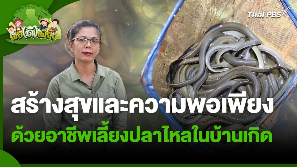 พอดีพอเพียง : สร้างสุขและความพอเพียงด้วยอาชีพเลี้ยงปลาไหลในบ้านเกิด