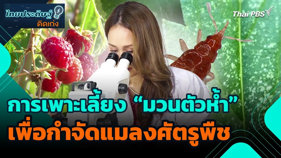 ไทยประดิษฐ์คิดเก่ง : การเพาะเลี้ยง "มวนตัวห้ำ" เพื่อกำจัดแมลงศัตรูพืช