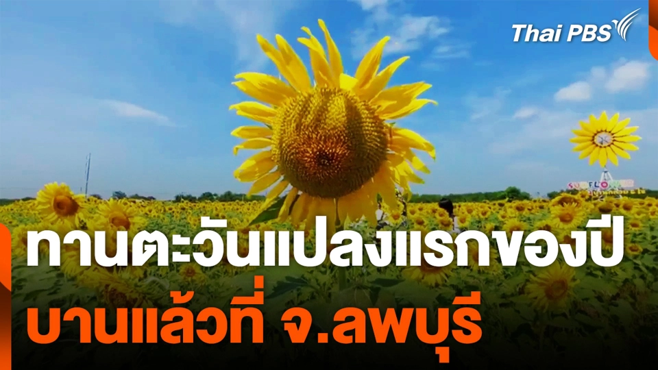ทานตะวันแปลงแรกของปี บานแล้วที่ จ.ลพบุรี