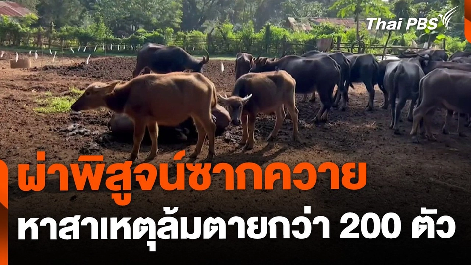 ผ่าพิสูจน์ซากควาย หาสาเหตุล้มตายกว่า 200 ตัว