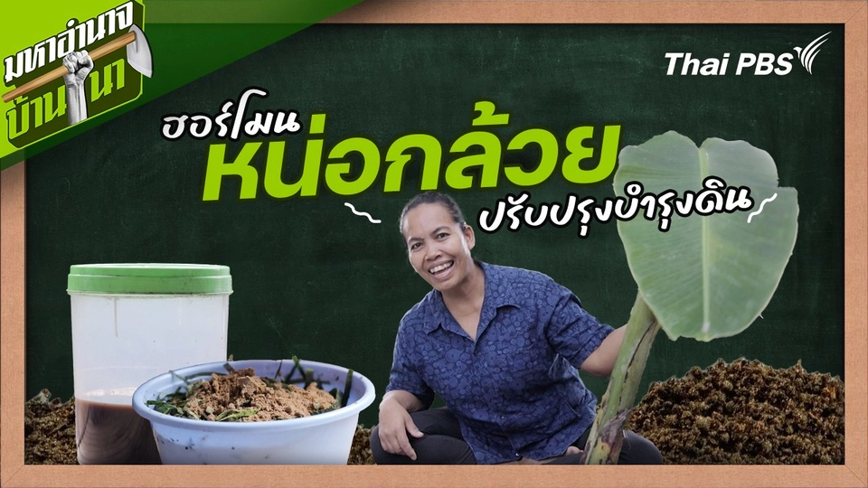 สูตรลับฉบับบ้านนา : ฮอร์โมนหน่อกล้วยปรับปรุงบำรุงดิน