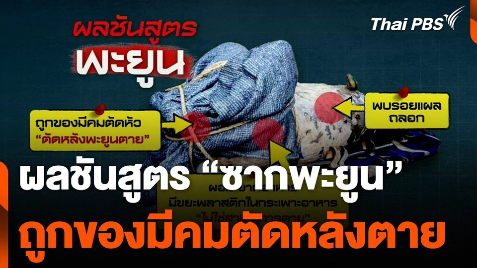 ผลชันสูตร "ซากพะยูน" จ.ภูเก็ต ถูกของมีคมตัดหลังตาย