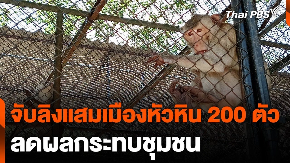 จับลิงแสมเมืองหัวหิน 200 ตัว ลดผลกระทบชุมชน