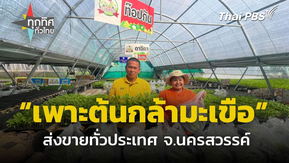 เพาะต้นกล้ามะเขือ ส่งขายทั่วประเทศ จ.นครสวรรค์