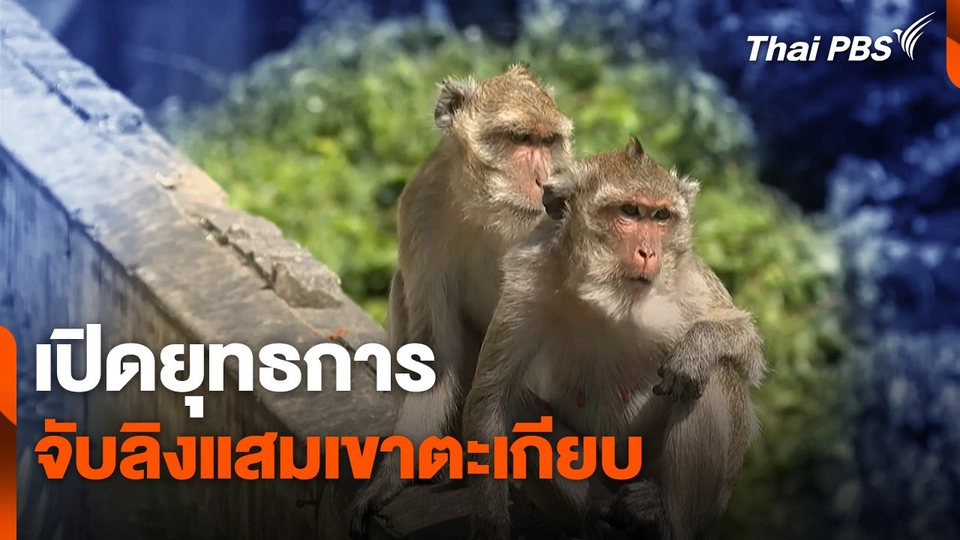 สถานีร้องเรียน : เปิดยุทธการจับลิงแสมเขาตะเกียบ