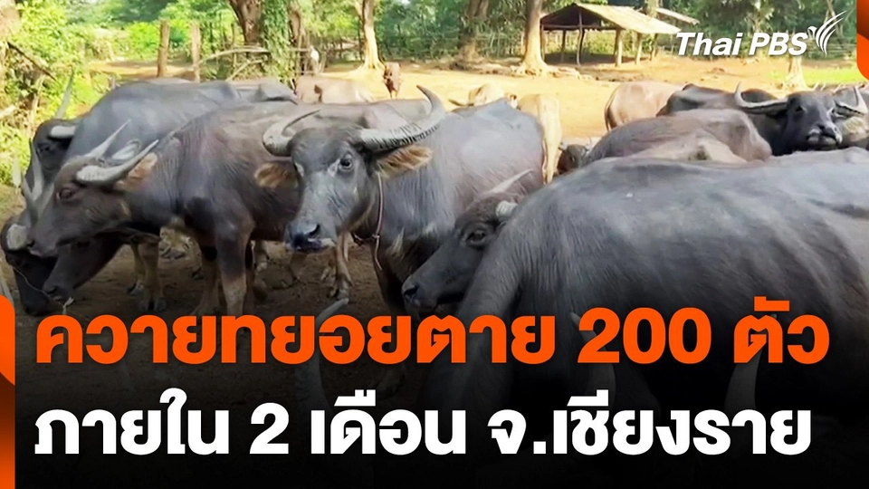 พบควายของชาวบ้านใน จ.เชียงราย ทยอยตายกว่า 200 ตัว