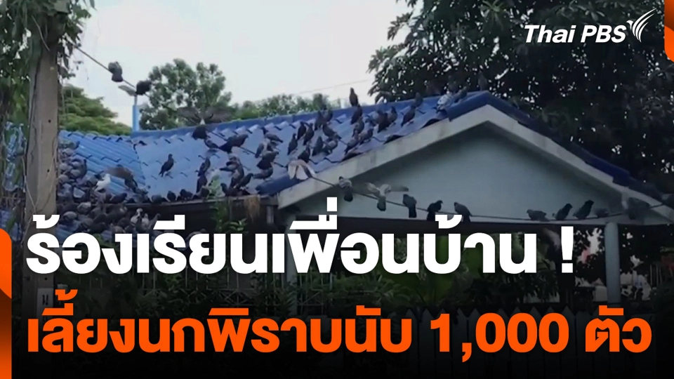 ร้องเรียน เพื่อนบ้าน ! เลี้ยงนกพิราบนับ 1,000 ตัว