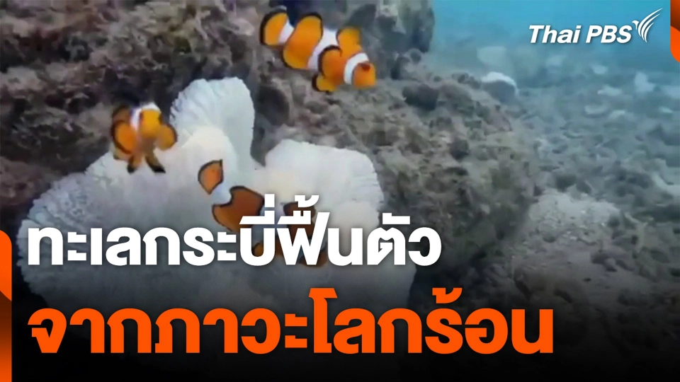 ทะเลกระบี่ฟื้นตัว จากภาวะโลกร้อน