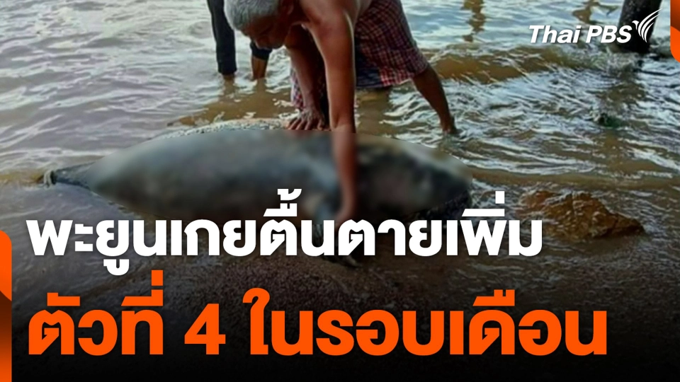 พะยูนเกยตื้นตายเพิ่ม ตัวที่ 4 ในรอบเดือน