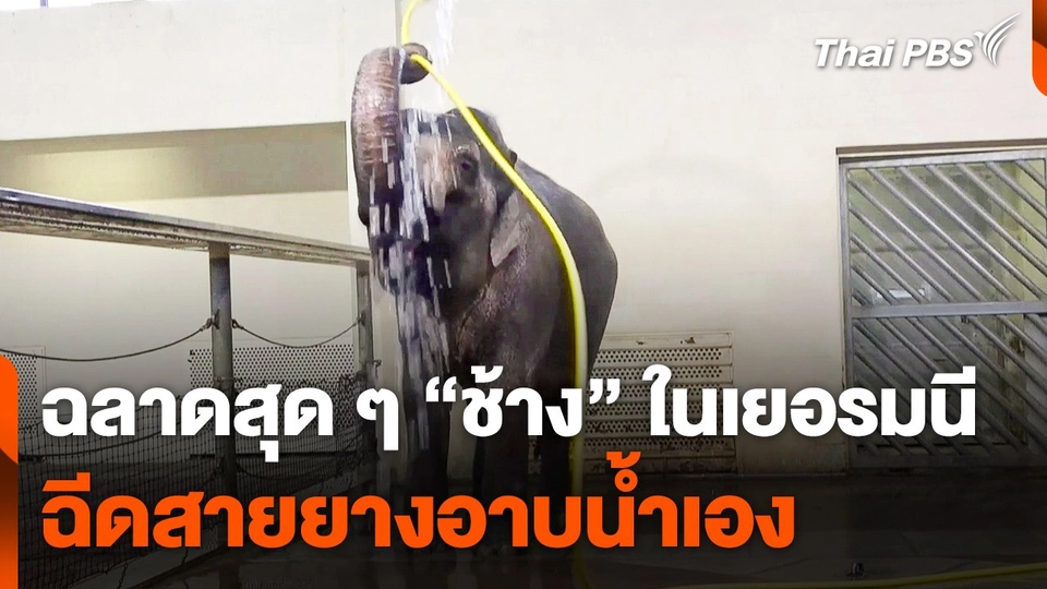 ฉลาดสุด ๆ "ช้าง" ฉีดสายยางอาบน้ำเองในเยอรมนี