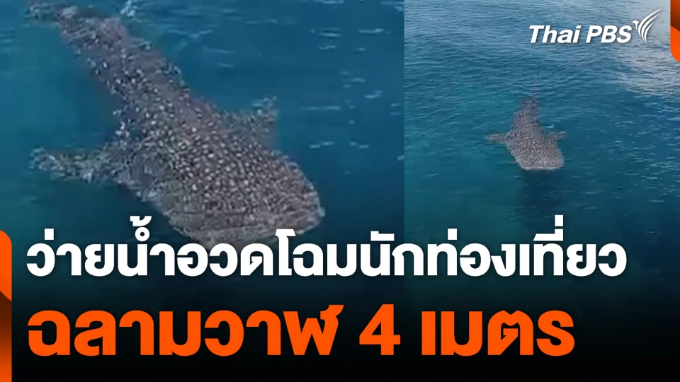 ว่ายน้ำอวดโฉมนักท่องเที่ยว ฉลามวาฬ 4 เมตร