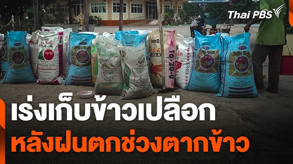 เร่งเก็บข้าวเปลือก หลังฝนตกช่วงตากข้าว