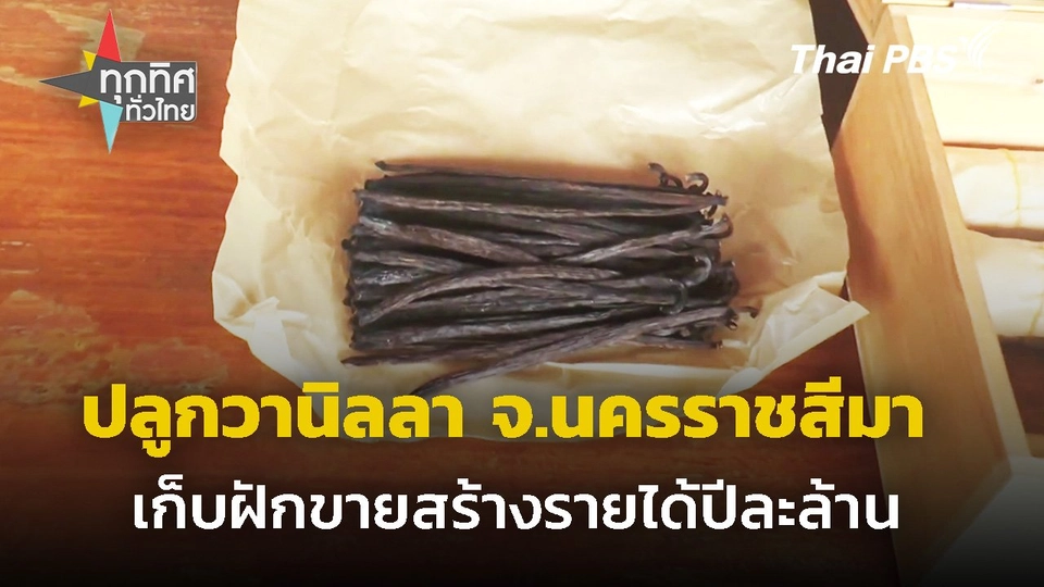 ปลูกวานิลลา จ.นครราชสีมา  เก็บฝักขายสร้างรายได้ปีละล้าน