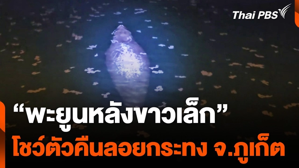 "พะยูนหลังขาวเล็ก" ขึ้นโชว์ตัวนักท่องเที่ยว คืนลอยกระทง จ.ภูเก็ต