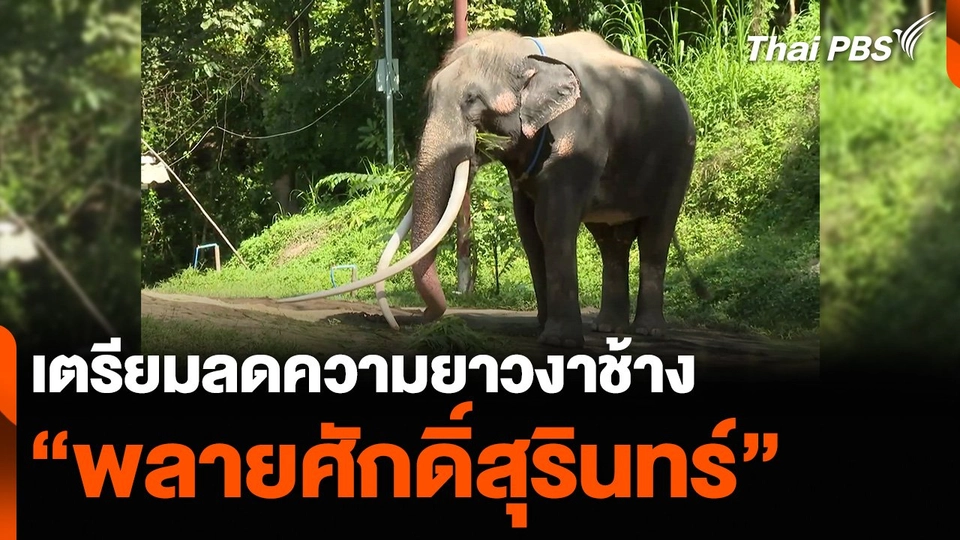 เตรียมลดความยาวงาช้าง “พลายศักดิ์สุรินทร์”