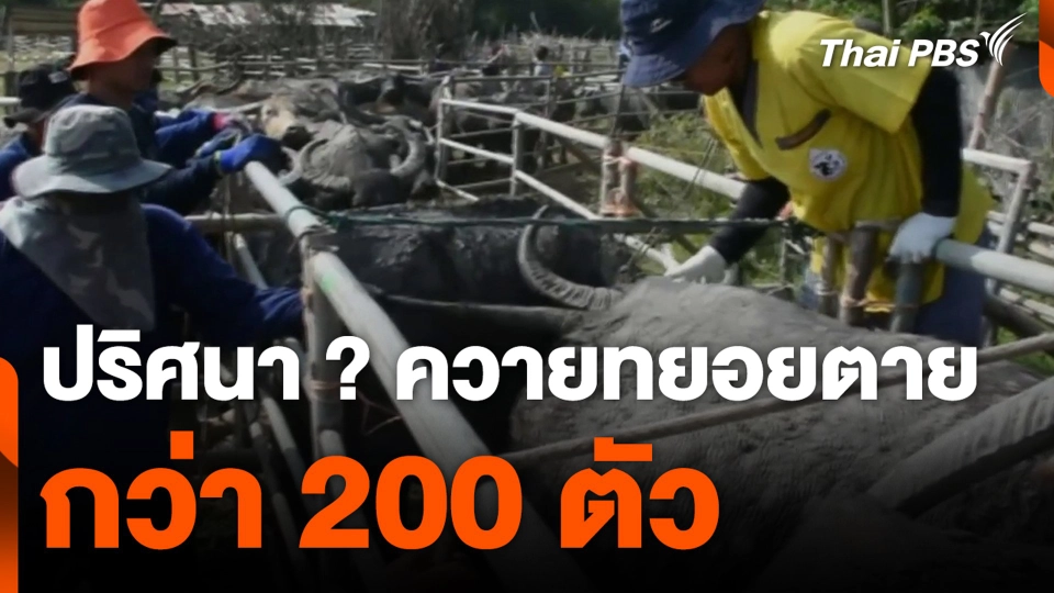 ปริศนา ? ควายทยอยตาย กว่า 200 ตัว
