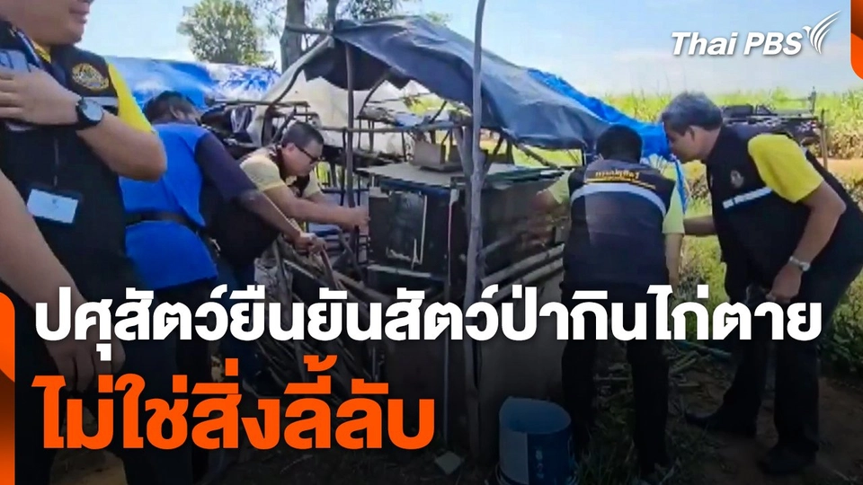 ปศุสัตว์ยืนยัน ! สัตว์ป่ากินไก่ตาย ไม่ใช่สิ่งลี้ลับ