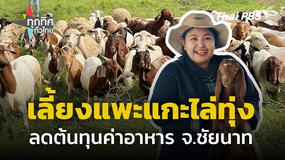 เลี้ยงแพะแกะไล่ทุ่งลดต้นทุน จ.ชัยนาท