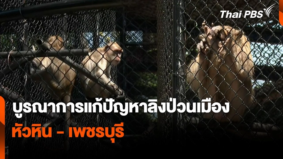 สถานีร้องเรียน : บูรณาการแก้ปัญหาลิงป่วนเมืองหัวหิน - เพชรบุรี