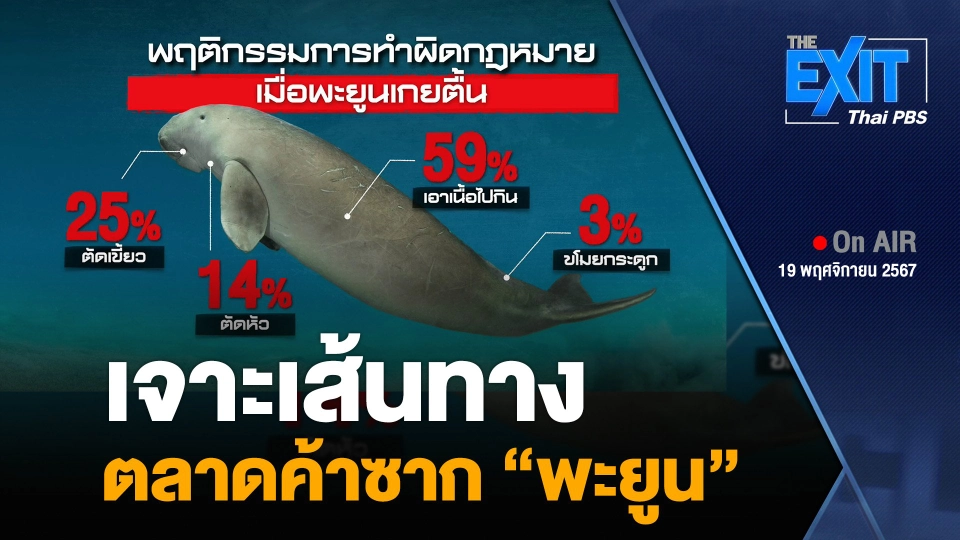 เจาะเส้นทาง ตลาดค้าซาก “พะยูน”