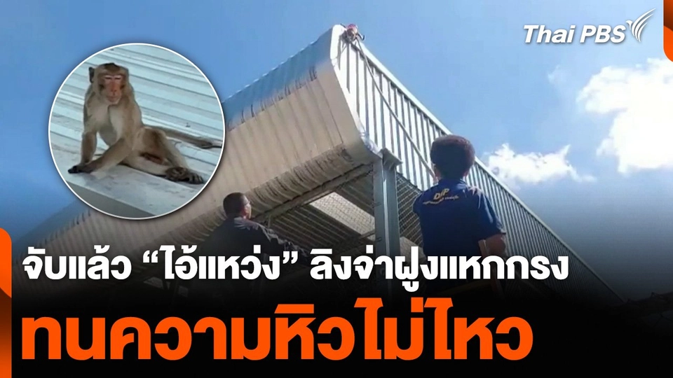 จับแล้ว “ไอ้แหว่ง” ลิงจ่าฝูงแหกกรง ทนความหิวไม่ไหว