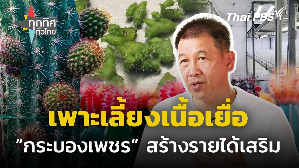 เพาะเลี้ยงเนื้อเยื่อกระบองเพชร สร้างรายได้เสริม