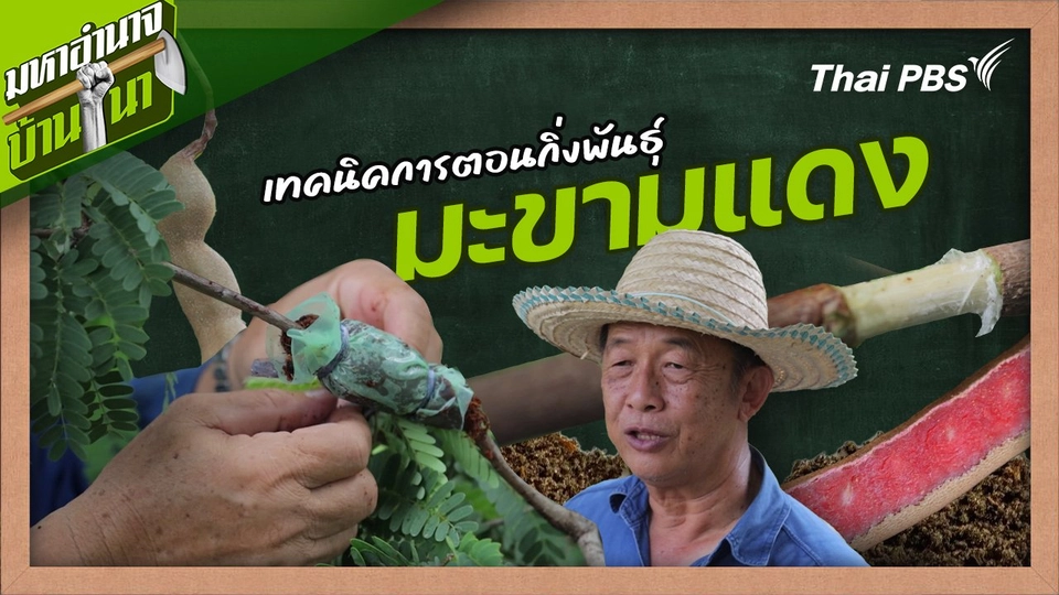 สูตรลับฉบับบ้านนา : เทคนิคการตอนกิ่งพันธุ์มะขามแดง