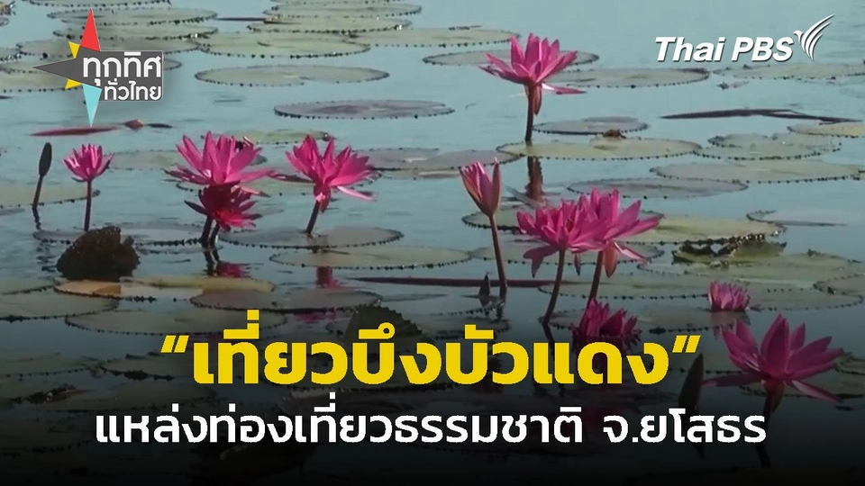 บึงบัวแดงตามธรรมชาติ ออกดอกสะพรั่ง จ.ยโสธร